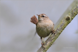 <p>STŘÍZLÍK OBECNÝ (Troglodytes troglodytes) ----- /Eurasian wren - Zaunköking/</p>